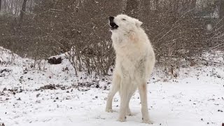 Arctic Wolf Atka Howls in the Snow [upl. by Callean15]