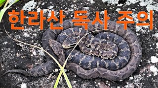 뱀독사 주의 한라산 사라오름 살모사 무리 JEJU Hanlla Mountain Viperidae [upl. by Norraj]