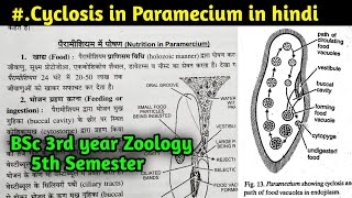 Nutrition in Paramecium  Cyclosis in Paramecium  BSc 3rd year Zoology 5th Semester [upl. by Ellehsram]