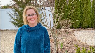 Pruning a Limelight Hydrangea Tree Hydrangea paniculata [upl. by Callista]