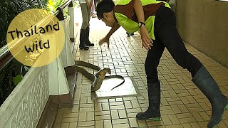 King Cobra in Outdoor Show at the Bangkok Snake Farm Thailand [upl. by Purdum694]