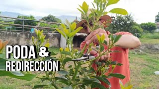 ¿Cómo PODAR y CUIDAR aguacate de 7 meses aguacate palta frutero poda control [upl. by Eycats]