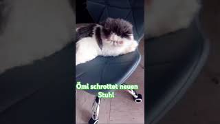 Klein Ömi vs Stuhl cat catlover perserkatze katze [upl. by Nirot567]