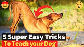 5 Easy Tricks you can teach your dog at home 🐶 [upl. by Wehtam]