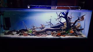 Serpae Tetra Tank [upl. by Oidiple]