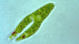 Euglena  Longitudinal binary fission [upl. by Mohsen38]