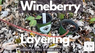 How to propagate wineberry with tip layering [upl. by Prader]