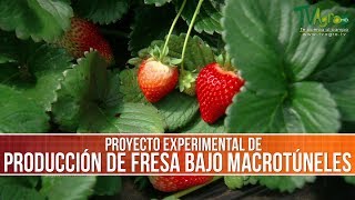 Como es la Produccion de Fresa Bajo Macrotuneles TvAgro por Juan Gonzalo Angel [upl. by Nisbet]