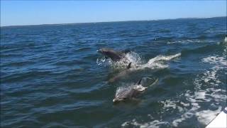 Mandurah Cruises Surfing Dolphins 17122016 [upl. by Atteram647]