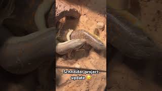 Schneider skink breeding project update reptiles skink lizard breeding [upl. by Anaeerb]