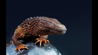 The Earless Monitor An Oddly Charismatic Lizard [upl. by Ystap782]