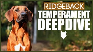 RIDGEBACK TEMPERAMENT DEEPDIVE [upl. by Atled]