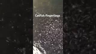 Catfish breeding catfish aquaculture catfishfingerlings viralvideo shorts [upl. by Swirsky]