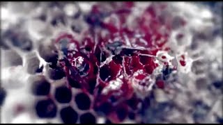 MANTICORA  Mycelium official video [upl. by Ahsinev]