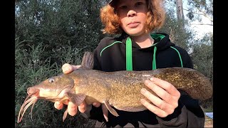 Wimmera river Catfish fishing  Tips tricks and plenty of fish [upl. by Ewell]