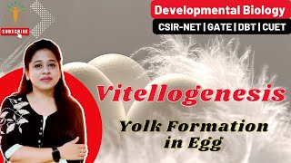 Vitellogenesis  Yolk Formation in Egg  Developmental Biology CSIR NET [upl. by Hsak536]