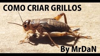 Como criar grillos  Guía rapida [upl. by Entroc]