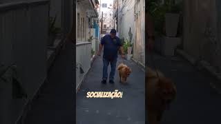 Adestrador de cães anchieta rj [upl. by Kcirdneked246]