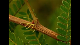 Peltophorum africanum [upl. by Maroj]