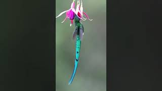 Long Tailed Sylph Aglaiocercus Kingii [upl. by Darnell]