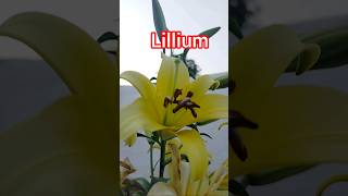 येलो लिली का सुंदर फूल  Asiatic Yellow Lily flower best for garden shorts garden [upl. by Eustis116]