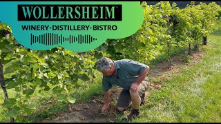 Understanding Vineyard Fertilization with Winemaker Philippe  Wollersheim Winery [upl. by Donnenfeld501]