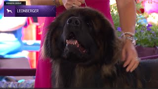 Leonbergers  Breed Judging 2024 [upl. by Bellaude275]