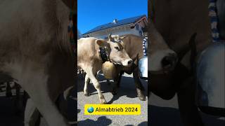 🌎 Almabtrieb in Oberallgäu 2024 shorts reiseodysseus [upl. by Saval710]