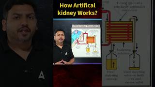 How Artificial Kidney Works class10 biology science dialysis [upl. by Swann681]