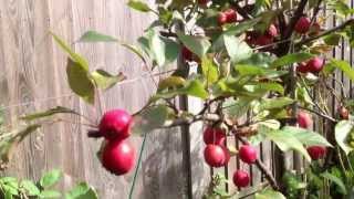 Flowering Crab Apple Malus Purpurea Neville Copeman [upl. by Nyrek]