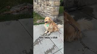 Golden retriever finds big stick goldens goldenretriever doglover [upl. by Eniamsaj]