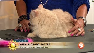 Svårt men Klappa inte katten för ofta  Nyhetsmorgon TV4 [upl. by Coppock]