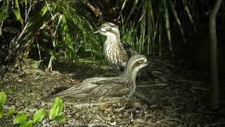 Bush Stone Curlew scream sound [upl. by Dnomayd912]