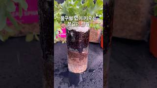 물구멍 없어요 다바나 고사리 Phlebodium Aureum ‘Davana’ [upl. by Engis602]