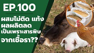 EP100 ผสมไม่ติด แท้ง ผลผลิตลด เป็นเพราะสารพิษจากเชื้อรา [upl. by Ylim]