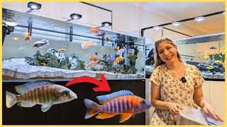 How to get COLOURFUL fish My African Cichlid Aquariums [upl. by Denni]