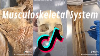 Institute of Human Anatomy TikTok Musculoskeletal Compilation [upl. by Dupuy]