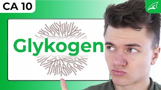 Glykogen Synthese und Abbau  einfach erklärt  Wozu brauchen wir Glykogen [upl. by Caitlin291]