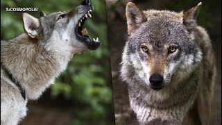 POR QUÉ ES CASI IMPOSIBLE TENER UN UN LOBO DE MASCOTA DOCUMENTAL [upl. by Gambrell]