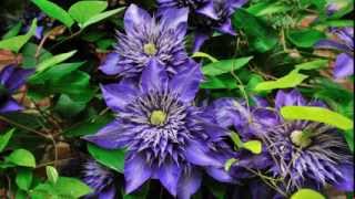 Clematis [upl. by Ahsemak]