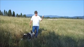 How to Fetch Sheep from Corner Demo  Exhaust Hold Pen  Pull Stock off GateFence  Herding Dog [upl. by Mika320]