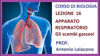 CORSO DI BIOLOGIA  Lezione 16  LAPPARATO RESPIRATORIO e gli scambi gassosi [upl. by Bolton]