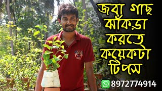 জবা গাছ ঝাঁকড়া করতে কয়েকটা টিপস [upl. by Varhol]