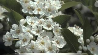 Crataegus crusgalli Thornless Cockspur Hawthorn [upl. by Fields]