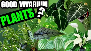 The Best Vivarium Plants For Reptiles amp Amphibians [upl. by Neala]