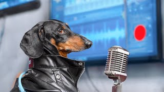 Best Song For Best Mom Cute amp funny dachshund dog video [upl. by Duer]