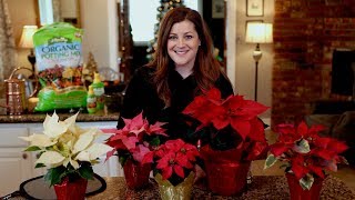 Poinsettia Care Guide ❤️🌿  Garden Answer [upl. by Anniram473]