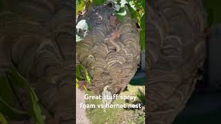 Spray foam vs hornet nest hornet hornetnest sprayfoam yellowjackets waspnest [upl. by Neelra]