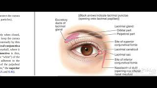 Lacrimal gland 1 [upl. by Atoel]