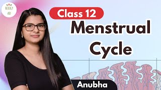 Class 12 Menstrual Cycle under 5 mins [upl. by Gowon]